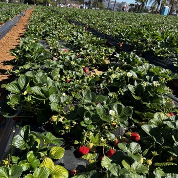 Kenny's Strawberry Farm - There were rows and rows of beautiful strawberry plants full of ripe yummy berries!! - Fruits & Veggies Near Me - Fallbrook, California