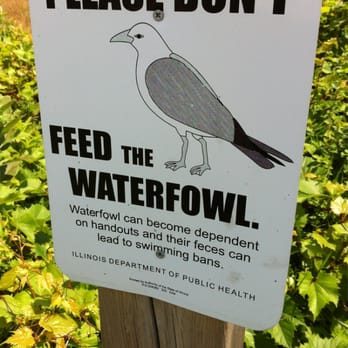 Illinois Beach State Park  - When did these guys become pigeons? - Parks Near Me - Zion, Illinois