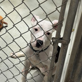 Hawaiian Humane Society - Animal Shelters Near Me - Honolulu, Hawaii Hawaiian Humane Society - Animal Shelters Near Me - Honolulu, Hawaii