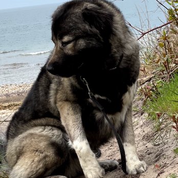 Maximum K9 Service - Rion (Darlington's Jet Setter, CGC, CGCA, CGCU, TKN, TKI, TKA) training on the beach - Pet Training Near Me - Deer Park, New York Maximum K9 Service - Rion (Darlington's Jet Setter, CGC, CGCA, CGCU, TKN, TKI, TKA) training on the beach - Pet Training Near Me - Deer Park, New York