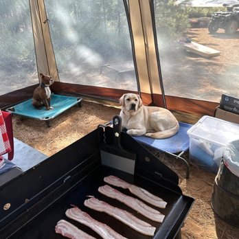 Paws In Progress - Squish doing a good job pretending to be a good dog to impress Eleza. - Pet Training Near Me - Elverta, California Paws In Progress - Squish doing a good job pretending to be a good dog to impress Eleza. - Pet Training Near Me - Elverta, California