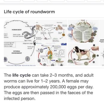 Banfield Pet Hospital - Banfield trying to say the worm wasn't developed/too early in its life cycle to be detected. Proof is in the pudding. - Veterinarians Near Me - Orange, California Banfield Pet Hospital - Banfield trying to say the worm wasn't developed/too early in its life cycle to be detected. Proof is in the pudding. - Veterinarians Near Me - Orange, California