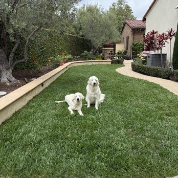 Surf N Turf Landscape - Beautiful new turf for the puppies. First mowing 3 weeks post-install will be tomorrow. - Landscaping Near Me Surf N Turf Landscape - Beautiful new turf for the puppies. First mowing 3 weeks post-install will be tomorrow. - Landscaping Near Me