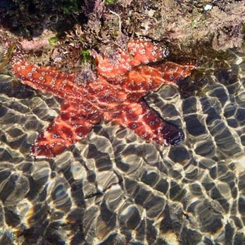 Leo Carrillo State Park - Parks Near Me - Malibu, California Leo Carrillo State Park - Parks Near Me - Malibu, California