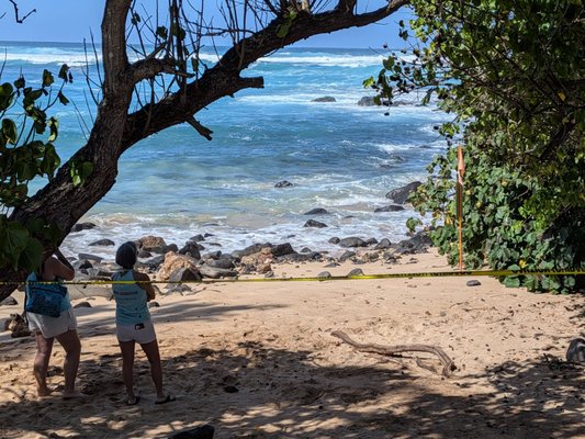 Laniakea Beach by null