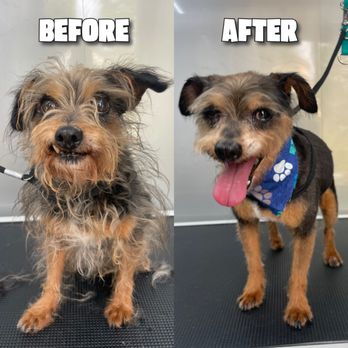 Spots Off Paws - Before and after on Jax the terrier mix. - Pet Groomers Near Me