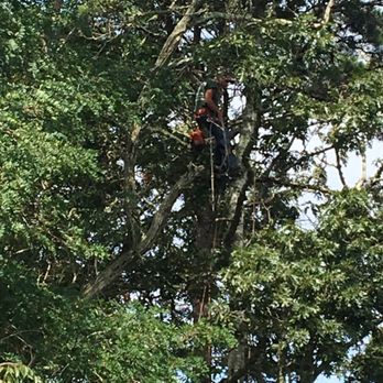 A To Z Treez - Tree Services Near Me - Orleans, Massachusetts