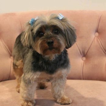 Sung's Grooming Studio - Hair bows, so cute - Pet Groomers Near Me - Studio City, California Sung's Grooming Studio - Hair bows, so cute - Pet Groomers Near Me - Studio City, California
