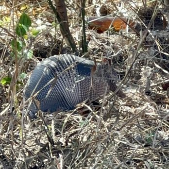 Guadalupe River State Park - Armadillo! : D 11/2025 - Parks Near Me - Spring Branch, Texas Guadalupe River State Park - Armadillo! : D 11/2025 - Parks Near Me - Spring Branch, Texas