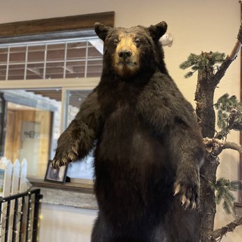 Bearizona - Zoos Near Me - Williams, Arizona Bearizona - Zoos Near Me - Williams, Arizona