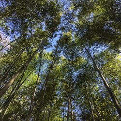 Bamboo Co Nursery