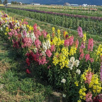 Lakeland Flowers - Field Flowers - Farms Near Me - Abbotsford, British Columbia Lakeland Flowers - Field Flowers - Farms Near Me - Abbotsford, British Columbia