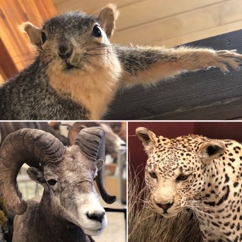 Werner Wildlife Museum - Squirrel, stone sheep, leopard - Museums Near Me - Casper, Wyoming Werner Wildlife Museum - Squirrel, stone sheep, leopard - Museums Near Me - Casper, Wyoming