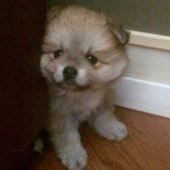 PetSmart - Eve - Pet Training Near Me - Port Jefferson Station, New York