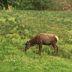 Hill Hook Local Nature Reserve - Deer