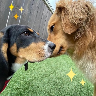 Canine To Five by null