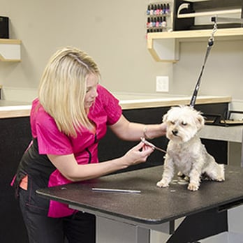 Sydney's Pet Resort - Pet Groomers Near Me - Wichita, Kansas Sydney's Pet Resort - Pet Groomers Near Me - Wichita, Kansas