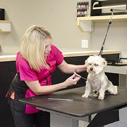 Sydney's Pet Resort