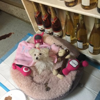 Puppy Paws - Pet Stores Near Me - Ozone Park, New York Puppy Paws - Pet Stores Near Me - Ozone Park, New York
