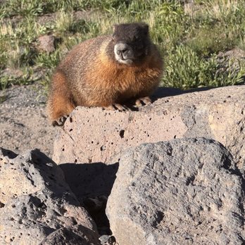 Mountain Top Resort - Whistle Pig or Marmot - Resorts Near Me - Cedaredge, Colorado Mountain Top Resort - Whistle Pig or Marmot - Resorts Near Me - Cedaredge, Colorado