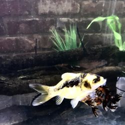 Nemo Aquarium
