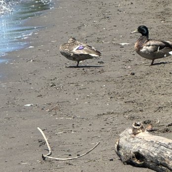 Wintler Park - Ducks are unfazed by people - Venues & Event Spaces Near Me - Vancouver, Washington Wintler Park - Ducks are unfazed by people - Venues & Event Spaces Near Me - Vancouver, Washington