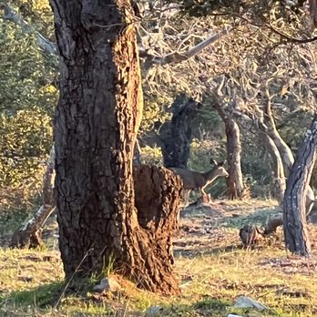 Nepenthe - New American Near Me - Big Sur, California