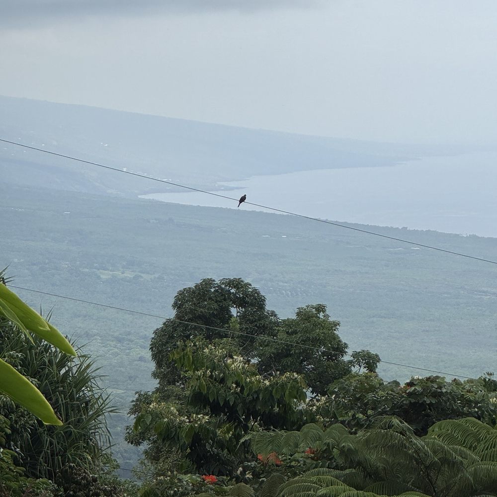 Hala Tree Coffee - A stunning view of the Kona coast - Attraction Farms Near Me - Captain Cook, Hawaii Hala Tree Coffee - A stunning view of the Kona coast - Attraction Farms Near Me - Captain Cook, Hawaii