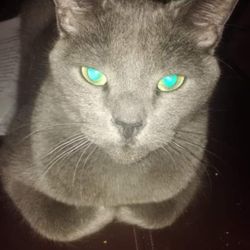 White Rock Veterinary Hospital
