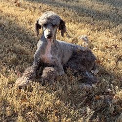 Grayson County Animal Emergency Clinic