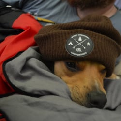 Surf Junction Campground and RV Park - Dog-friendly campgrounds are the best kind of campgrounds. Boo agrees.
