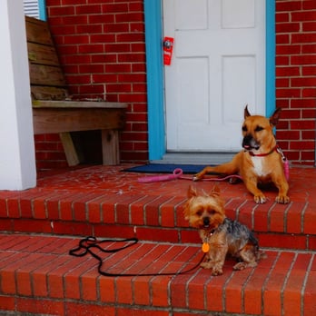 Cape Pines Motel - this is our dogs in front of our room - Hotels Near Me - Buxton, North Carolina Cape Pines Motel - this is our dogs in front of our room - Hotels Near Me - Buxton, North Carolina