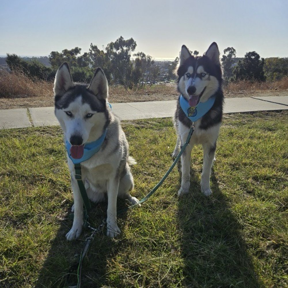 Sir Wags A Lot - Dog Walkers Near Me Sir Wags A Lot - Dog Walkers Near Me
