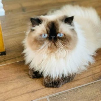 Suzy Persian Ragdoll kittens - Emery the King Stud at Suzy's Persian Texas Cattery text 9452780933 - Pet Services Near Me Suzy Persian Ragdoll kittens - Emery the King Stud at Suzy's Persian Texas Cattery text 9452780933 - Pet Services Near Me