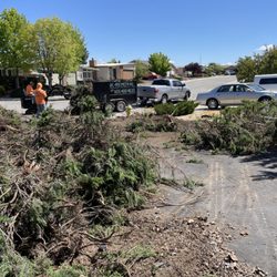 Polo's Landscaping - Ripping up the junipers!