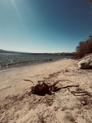 Cottonwood Cove Resort & Marina by null