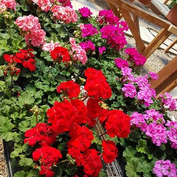 Katelyn's Flower Barn - green house - Florists Near Me - Springfield, Colorado
