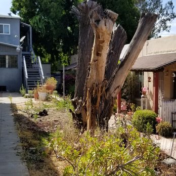 Lucero Tree Service - Before the area i requested he cleared. - Tree Services Near Me Lucero Tree Service - Before the area i requested he cleared. - Tree Services Near Me