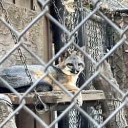Sulphur Creek Nature Center - Grey Fox