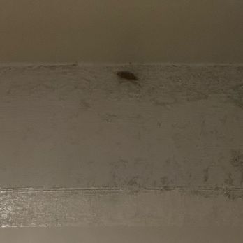 Kimpton Miralina - Cockroach directly above our bed! - Hotels Near Me - Scottsdale, Arizona