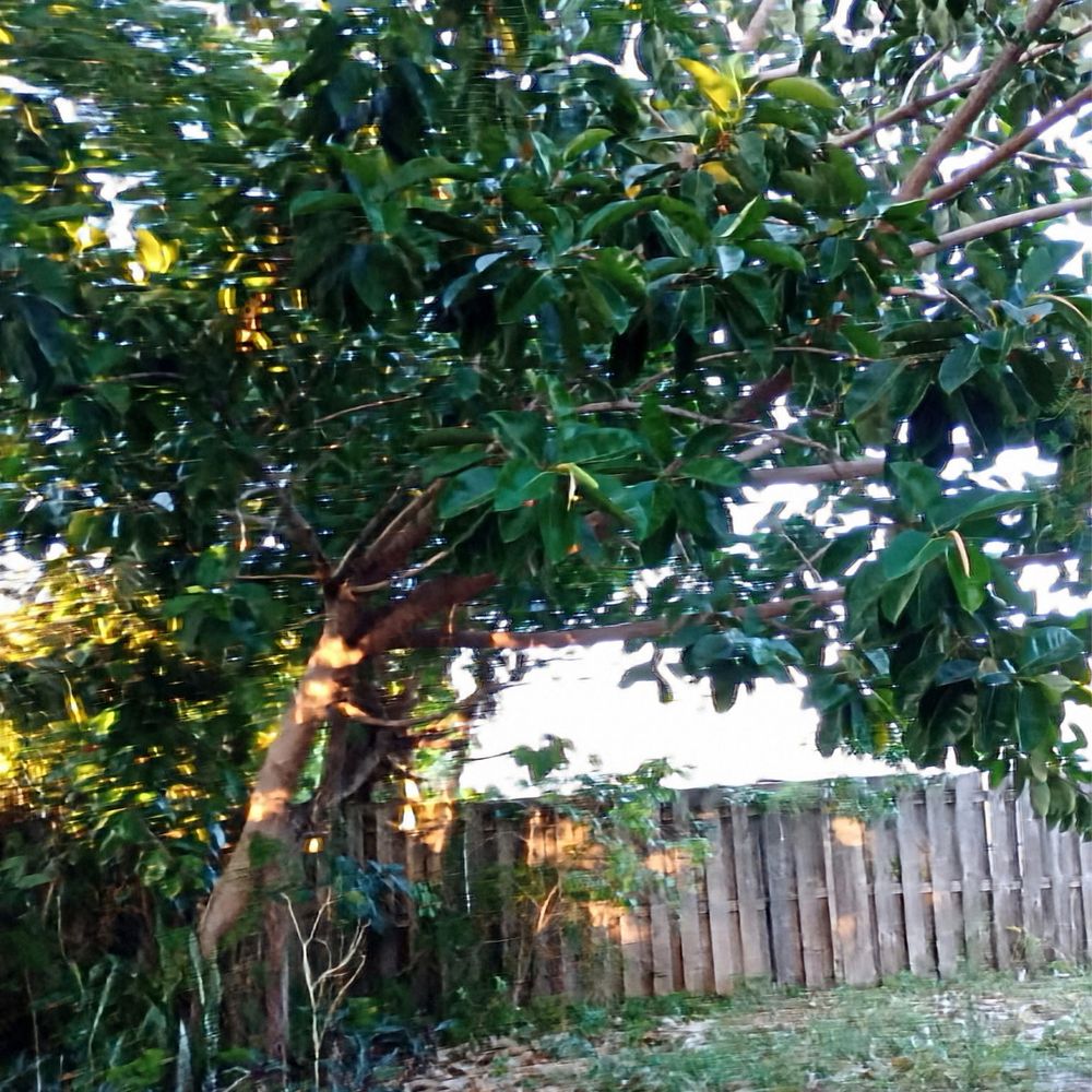 Randy Small Landscape - Tree Services Near Me - Pompano Beach, Florida