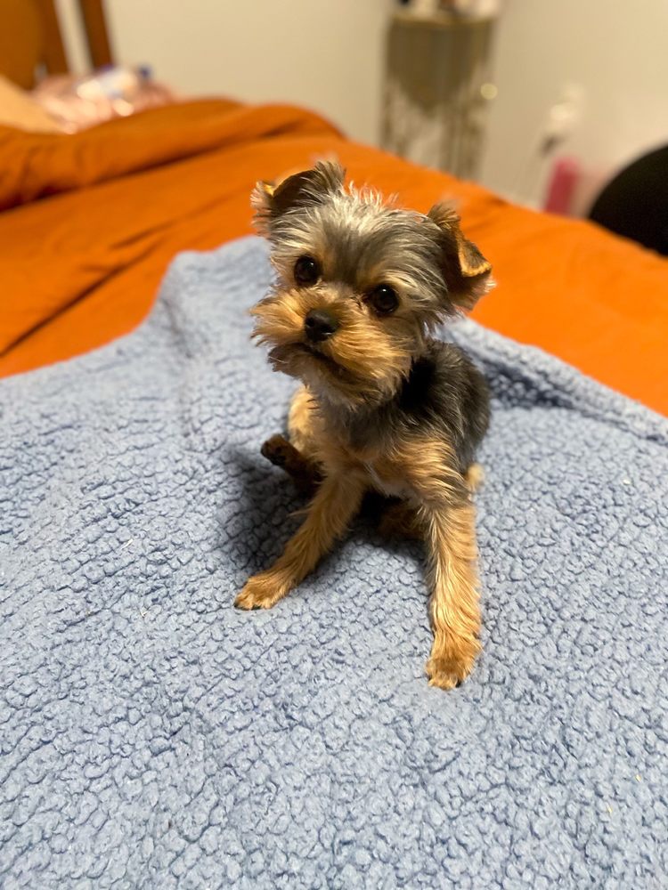 LUCKY DOG SALON Updated October 2024 35 Photos & 28 Reviews 1016