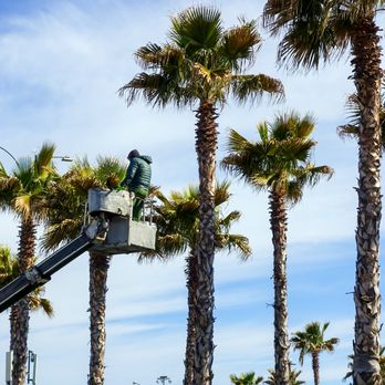 Arborist Crew Services - Tree Services Near Me - Camarillo, California