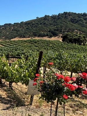 Clos LaChance Winery by null