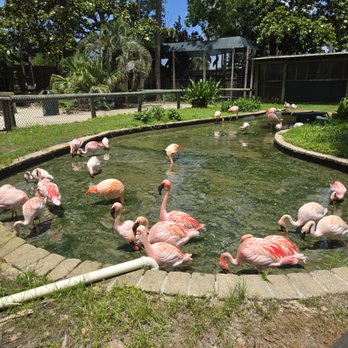 Zoo World - Zoos Near Me - Panama City Beach, Florida Zoo World - Zoos Near Me - Panama City Beach, Florida