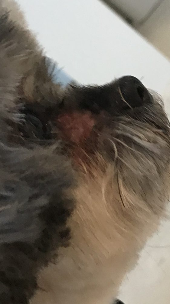 HAPPY TAILS PET GROOMING 20 Photos & 26 Reviews 19987 Panama City