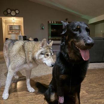 Northside Emergency Pet Clinic - Dogs - Veterinarians Near Me - Westminster, Colorado Northside Emergency Pet Clinic - Dogs - Veterinarians Near Me - Westminster, Colorado
