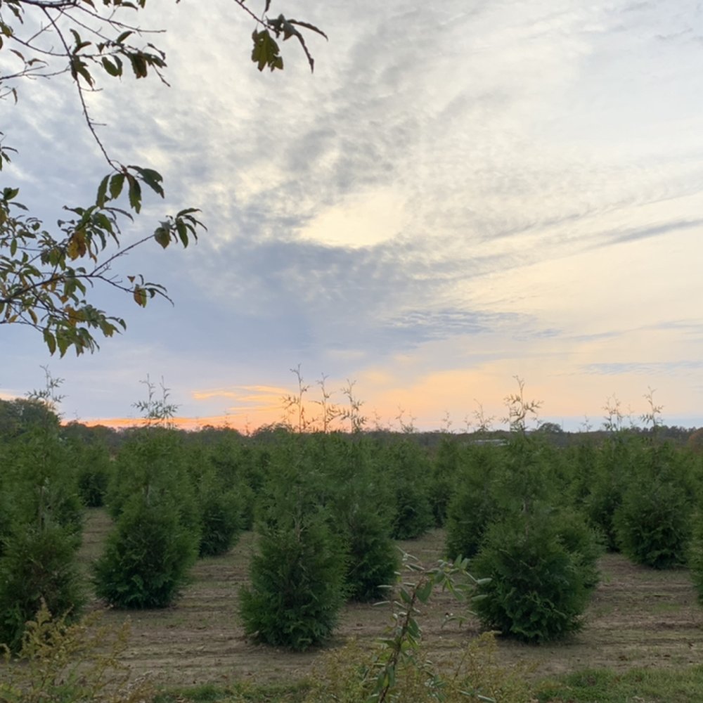 THE BEST 10 CHRISTMAS TREES near WATER MILL, NY - Updated 2025 - Hours -  Yelp, image size:1000x1000