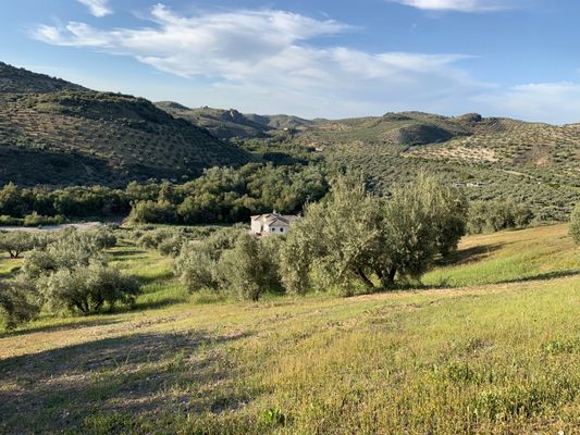 Casa Olea by null