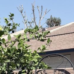 Summerplace Village - Another butchered tree